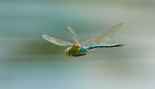 1621604003_dragonfly-3736197_1920.jpg