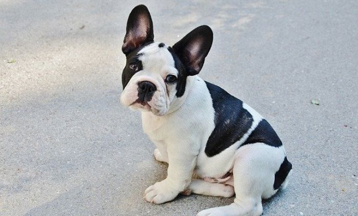 1657729802_french-bulldog-g42e4af2d2_640.jpg