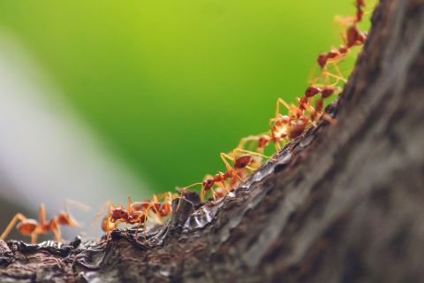 Stiglo je lepo vreme, a sa njim i mnoštvo insekata: Evo KAKO protiv najezde mrava u samo jednom potezu