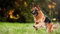 Четири најпаметније расе паса на свету: Они су се посебно издвојили 