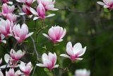 1652631799_magnolija.jpg