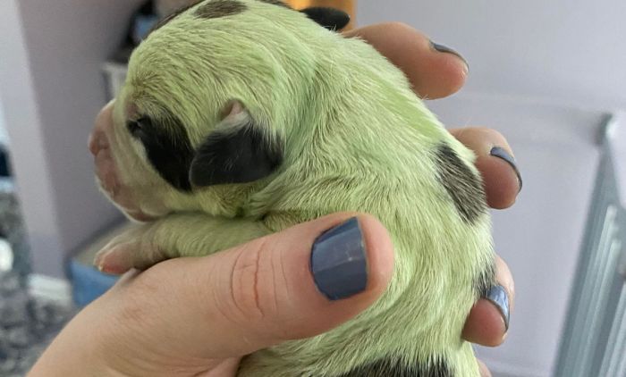 1646232280_2_PAY-Rare-puppy-born-with-GREEN-fur-really-stands-out-from-the-rest-of-the-litter.jpg