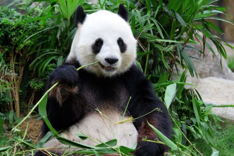 ROĐENA PRVA DžINOVSKA PANDA VAN KINE: Posetiocima ograničen pristup