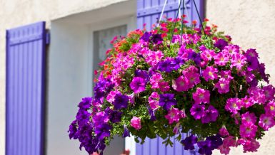 Трик професионалних баштована за цветање и раст петунија: Ставите један састојак у земљу када их садите