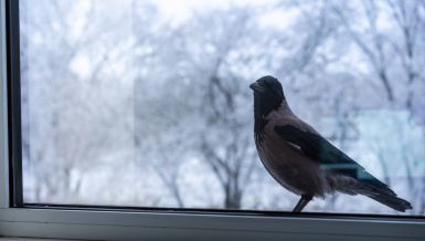 ŠTA ZNAČI KADA VAM PTICE STALNO SLEĆU NA PROZOR: Prema feng šui stručnjacima one nose snažnu poruku