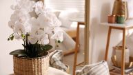 GDE TREBA DA STAVITE ORHIDEJE: Na ova 4 mesta u kući će najviše cvetati