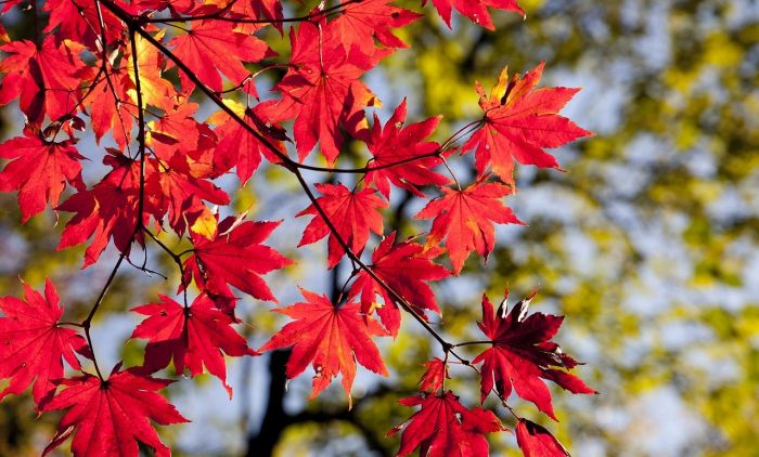 1600772050_autumn-leaves-2789234_1280.jpg