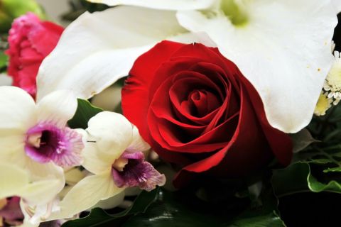 Koje cveće i u kojim situacijama NIKAKO NE VALJA poklanjati za 8. mart - ni ruže nisu uvek dobar izbor