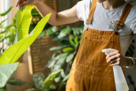 Trik za UVENULE kućne biljke: Saveti koji vam mogu pomoći da ih povratite u život
