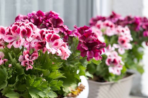 NEKE VRSTE MOGU DIREKTNO NA SUNCE, ZA NEKE JE JOŠ RANO: Kada izneti cveće na terasu? 