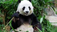 ROĐENA PRVA DžINOVSKA PANDA VAN KINE: Posetiocima ograničen pristup
