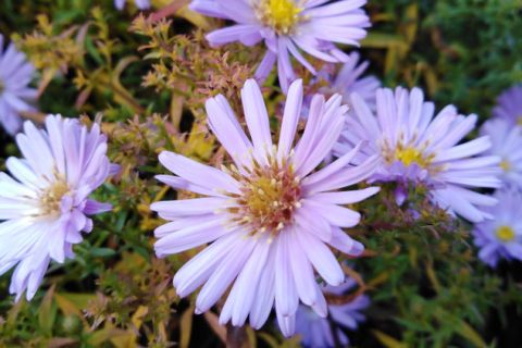 Cveće koje privlaći sreću i cveta samo ZIMI: Biljka koja je SIMBOL porodičnog blagostanja