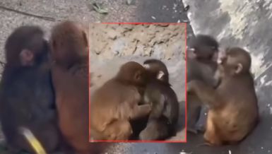 MAJMUN PANČ JE NAŠAO DEVOJKU: Snimljen kako se grli i ljubi sa majmunicom - mnogi kažu da liči na plišanu igračku koju je nosio