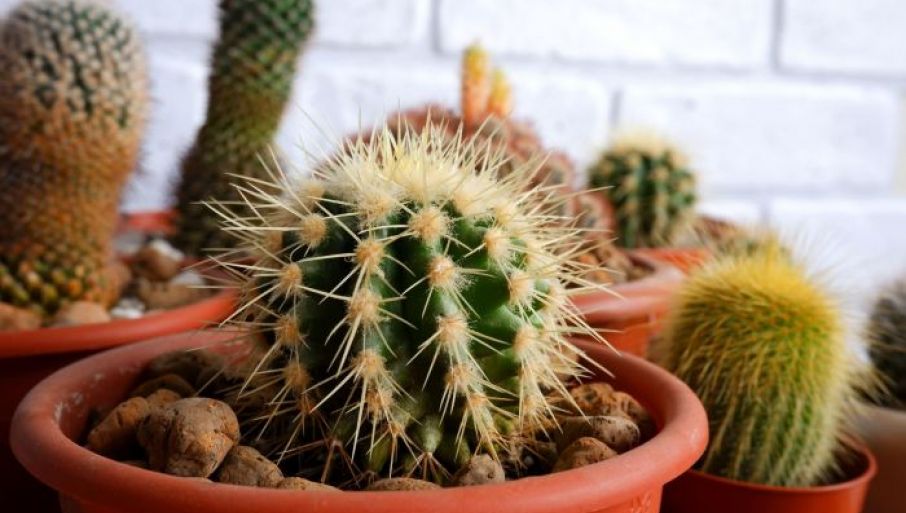 gymnocalycium accorugatum Gymnocalycium spegazzinii armatum