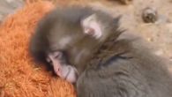 SNIMAK KOJI JE RAZNEŽIO SVET: Ovo mladunče majmuna topi i najtvrđa srca (VIDEO) 