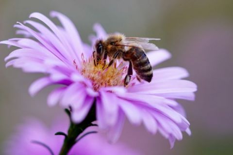 PLESNI GOVOR MEDONOSNE PČELE: Zapanjujuća saznanja naučnika