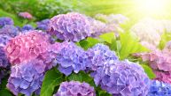 Желите хортезије као из часописа? Урадите следеће 3 ствари у априлу и оне ће бујати целог лета