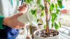 1793196221_womans-hands-watering-plants-in-Depositphotos_321292988_S.jpg