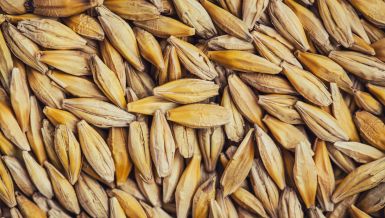 СТАРИНСКИ РЕЦЕПТ ЗА СЛАВСКО ЖИТО:  Не постоји укусније!