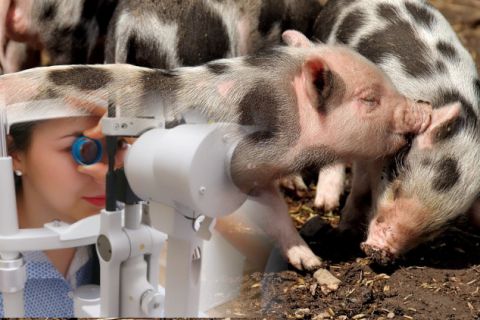 Ogroman napredak u oftalmologiji: PROTEIN iz svinjske kože izlečio SLEPILO kod 20 ljudi 