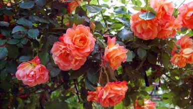 ŠTA TREBA URADITI SA RUŽAMA DO KRAJA JANUARA, KAKO BI CVETALE NA PROLEĆE? Vrlo je jednostavno 