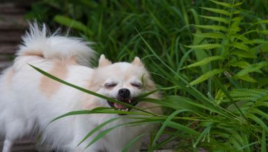 Зашто пси једу траву? Ево да ли би њихови власници требало да се забрину 