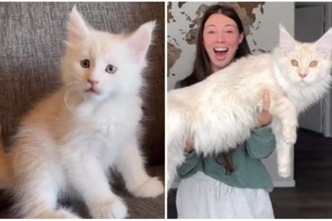 Od male mace do DžINA: Svi misle da je reč o risu, a zapravo je samo mačka (VIDEO)