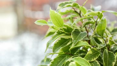 ОВА БИЉКА ЈЕ ПРОГЛАШЕНА ЗА НАЈБОЉУ 2026. ГОДИНЕ: Можда је имате у стану, а нисте знали колико је посебна и како се једноставно одржава