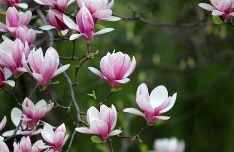 1652631799_magnolija.jpg
