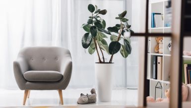 PROGLAŠENA KUĆNA BILJKA ZA 2026. GODINU: Prilagođena je savremenom načinu života i veoma je dekorativna 