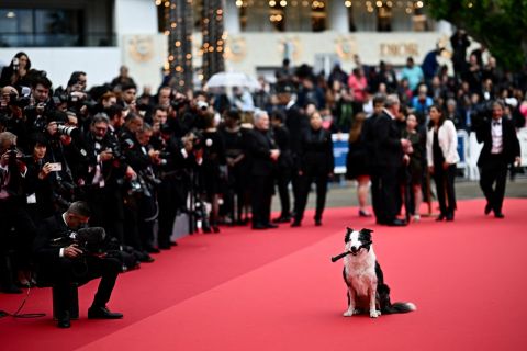 Pas pokupio svu pažnju na Kanskom filmskom festivalu: Mesi je usvojen kao štena i postao zvezda među psima (FOTO/VIDEO)