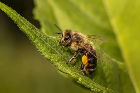 Napravite od njih svoje ljubimce i spasite PLANETU! Evo zašto su PČELE važne i kako da im POMOGNEMO 