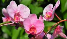 1596712041_orchids-3392819_1280.jpg