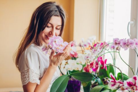 Trik koji će pomoći vašim ORHIDEJAMA da procvetaju: Napitak koji voli više od vode