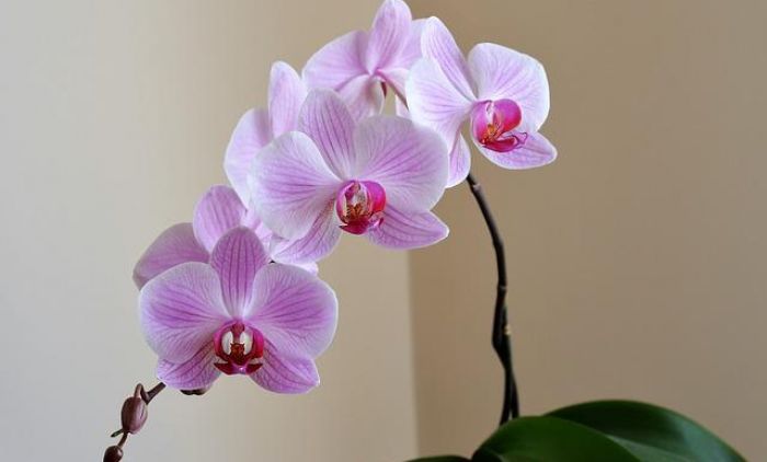 1660597866_orchid-gc2a860a5f_640.jpg