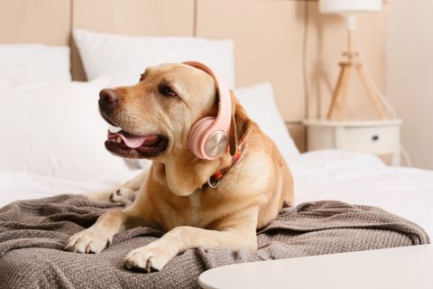 Kako muzika utiče na pse? Nova istraživanja imaju interesantne odgovore 