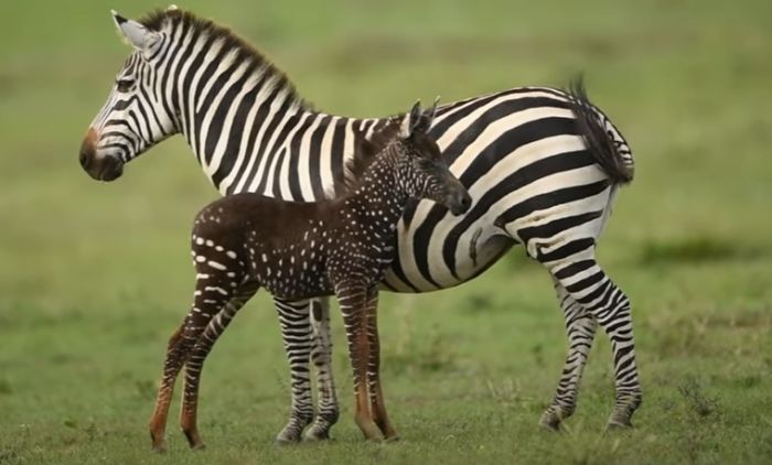 1629465946_BEBA-ZEBRA.png