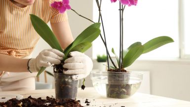 САМО ПОЛА КАШИЧИЦЕ ОВОГ ПРАХА У САКСИЈИ ЧИНИ ЧУДА ЗА ОРХИДЕЈЕ: Цветаће као никад до сада! 