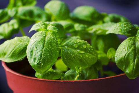Napravite sami hranljivu smesu za biljke: Jednostavna priprema od tri sastojka 