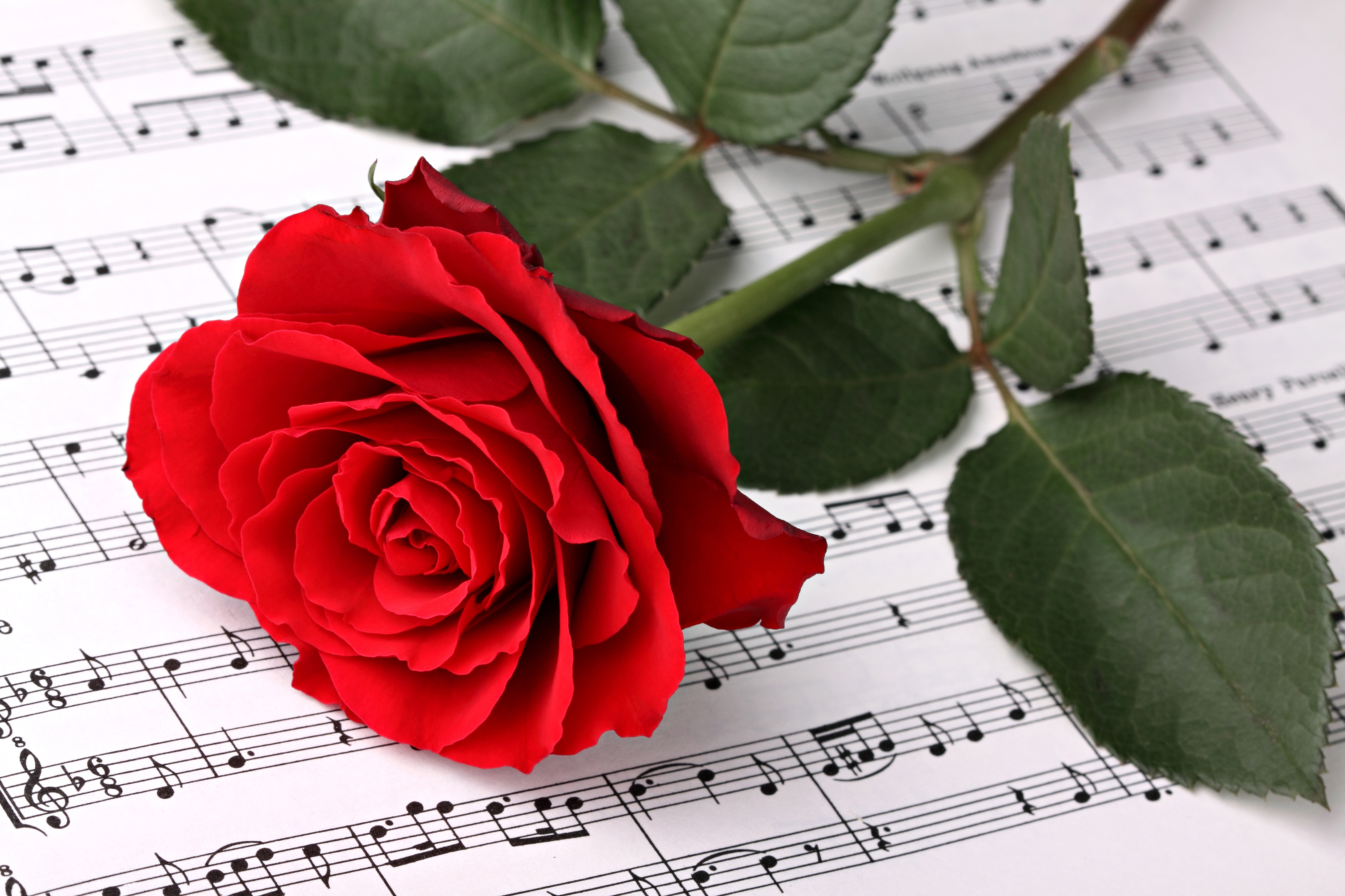 Замечательная мелодия. Ноты и цветы. Музыкальный букет цветов. Розы и Ноты. Букет цветов и нотки.